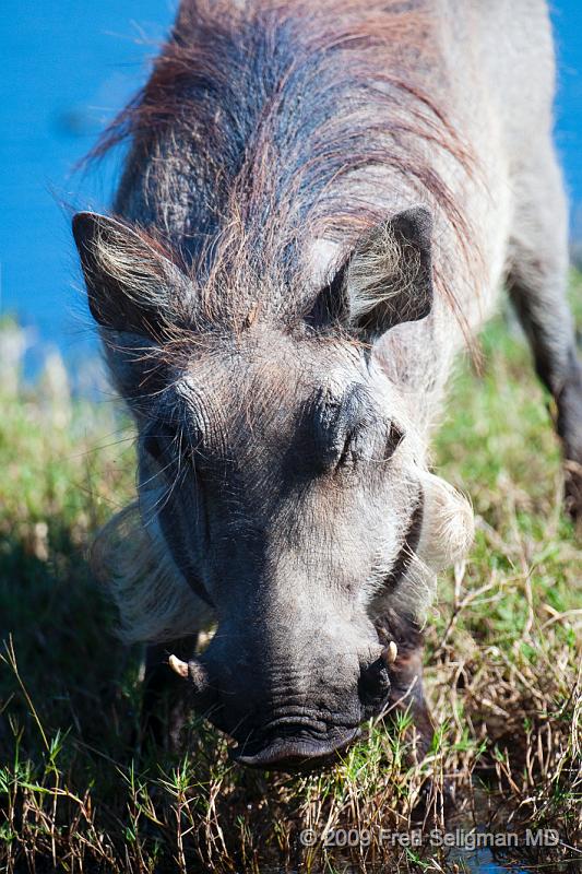 20090613_123114 D300 X1.jpg - Warthogs in Botswana